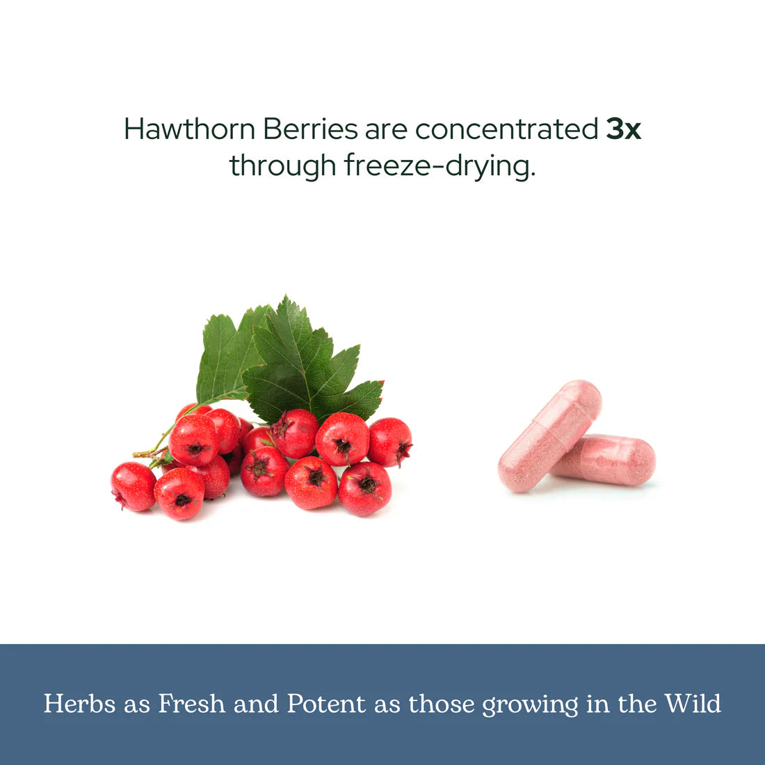 Hawthorn Berry