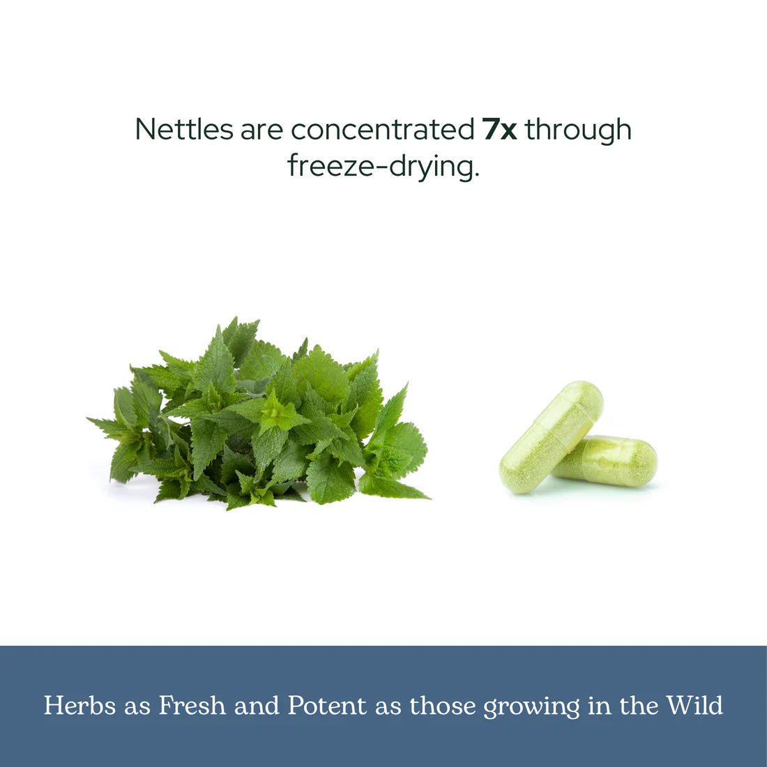 Nettles Quercetin 90 Veg Caps