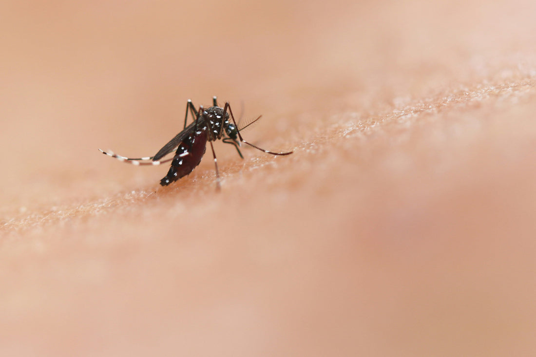 Bug‑Free the Natural Way: Oils and Plants that Keep Pests Away